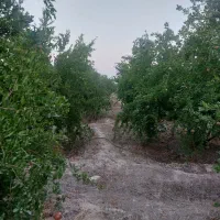 درود.فروش ۱۳۵۴مترباغ اناری اب تلمبه فول خیرابادفسا|فروش خانه و ویلا|فسا, |دیوار