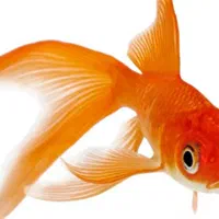 ماهی قرمز عمده