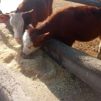 دو راس گوساله نر قیمت مناسب