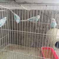 باسلام دوجفت مرغ عشق