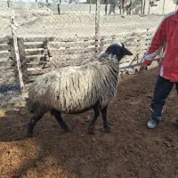 قوچ شال اصیل|حیوانات مزرعه|تهران, مقدم|دیوار