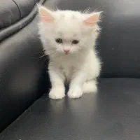 گربه پرشین سفید