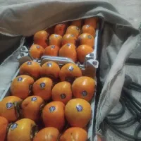 خرید وفروش خرمالو|خوردنی و آشامیدنی|سیلوانه, |دیوار