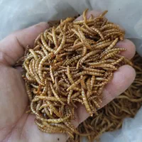 کرم میل ورم|لوازم جانبی حیوانات|شیراز, وصال|دیوار