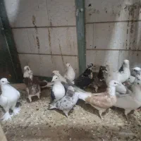 کبوتر