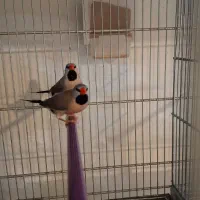 عروس هلندی/فنچ/قناری