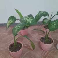 گل دیفن زیبا