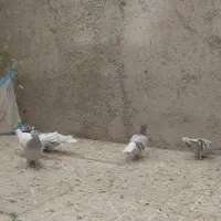 کفتر دم سفید و سینه سبز و دمبی|پرنده|صدرا-فارس, فاز ۱|دیوار