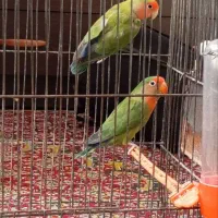 کوتوله برزیلی بالغ جفت