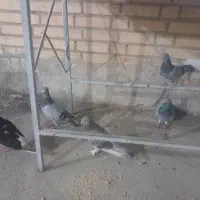 کبوتر