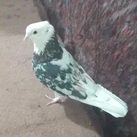 کبوتر دواسب