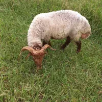 چند عدد گوسفند نر و  ماده