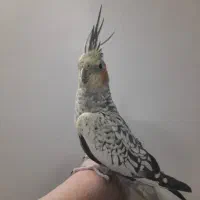 یک جفت عروس هلندی درجه یک|پرنده|برخوار, |دیوار