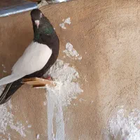 کفتر