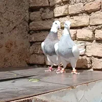 کبوتر طوقی