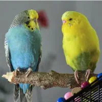 دوعدد مرغ عشق زیبا