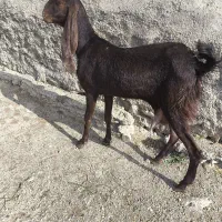 بز گلابی،کاموری ،پلنگی ،آبدانان