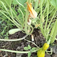 کدو خورشتی و گوجه سبز و آلو کالیفرنیا