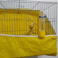 قناری سوپر.نر،مست