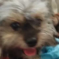 پت شیتزو پامر 8ماهه نر تربیت شده فی2|سگ|گلستان (تهران), |دیوار