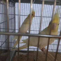 عروس هلندی مولد|پرنده|بروجن, |دیوار