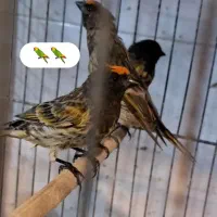 پرندگان زینتی زیبا|پرنده|رشت, علی آباد|دیوار