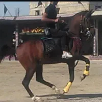 فروش اسب شمشاد|اسب و تجهیزات اسب‌سواری|فلاورجان, |دیوار