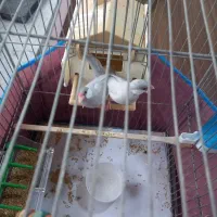 فنچ نرگسی مولد|پرنده|رشت, حمیدیان|دیوار