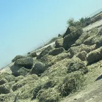 یونجه خرد شده