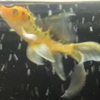 ماهی   کوی ژاپن|ماهی|کرمان, |دیوار