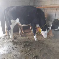 گاو گوساله تلیسه شکم اول سیمنتال درجه1|حیوانات مزرعه|تبریز, |دیوار