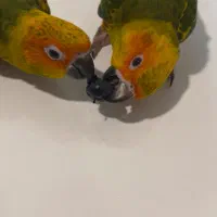 طوطی خورشیدی سان کانور ۶ ماهه پشت زرد|پرنده|اهواز, زیتون کارمندی|دیوار