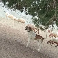 پلنگ ۳ساله گوسفندی|سگ|شیروان (خراسان), |دیوار