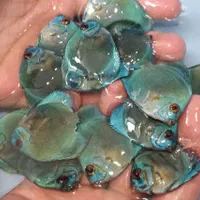 دیسکس از سایز ۲ اینچ تا اورسایز|ماهی|اصفهان, ابر|دیوار