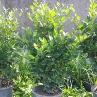 فروش یاس هلندی سطل ۱۰، ۱۲، زباله، وصال ۴۲|گل و گیاه طبیعی|نشتارود, |دیوار