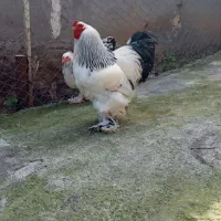 جوجه برهما اصیل