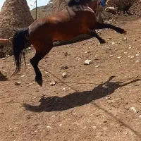 اسب نر|اسب و تجهیزات اسب‌سواری|کلیبر, |دیوار