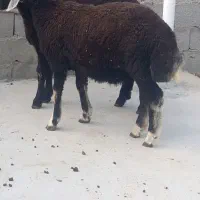 گوسفند نربره