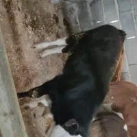 گوساله ماده سیمینتال