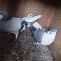 سیاه جفت|پرنده|میانه, |دیوار