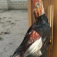 سلام خروس لاری|حیوانات مزرعه|هشتگرد, تهران دشت|دیوار