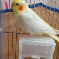 عروس هلندی ماده