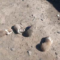 سگ فروشی|سگ|سربیشه, |دیوار