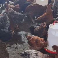 مرغ خروس گلپایگان