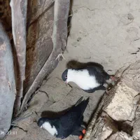 نرو ماده ریش و نرو ماده ابلغ|پرنده|هامون, |دیوار