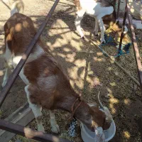 بز  با کهره نر شکم اولش هست... کهره سه ماهه هست