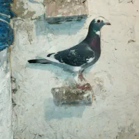 کفتر|پرنده|کدکن, |دیوار