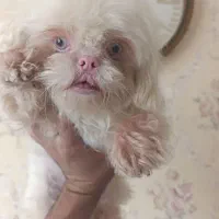 سگ کوچولوی مالتیز بامزه خانگی|سگ|شیراز, گلشن|دیوار