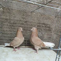 کفترای نامبروان