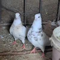 5عددطوقی گلچین